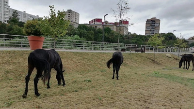 Табун лошадей отправили на штрафстоянку для животных в Кисловодске