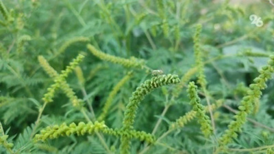 Власти Ставрополья поддержат усилия муниципалитетов в борьбе с амброзией