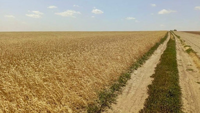 Владельца земель в Левокумском округе оштрафовали за ненадлежащий уход