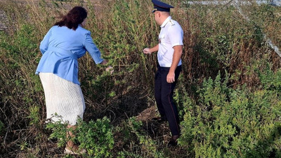 В Ессентуках уничтожили 77 кустов наркосодержащих растений