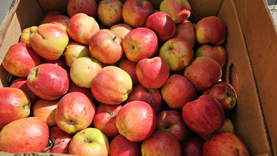 Бойцы СВО получили более тонны яблок