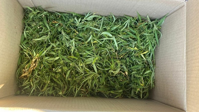 До десяти лет лишения свободы грозит ставропольцу за коноплю в рюкзаке