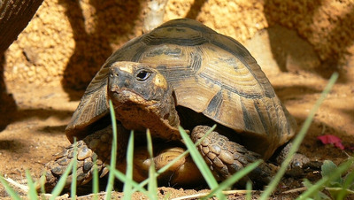 Редкий подвид средиземноморской черепахи Никольского незаконно продают на Кубани