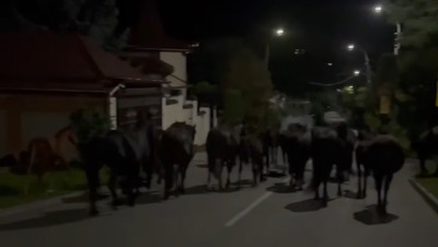 Табун из 50 лошадей разгуливал по улицам Кисловодска