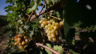 Новое предприятие по производству вина появилось в Левокумском округе