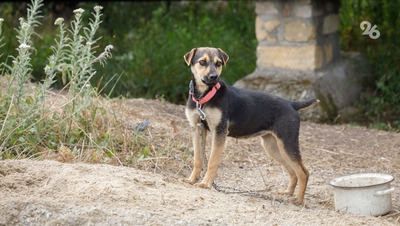 Первые действия после укуса животного перечислила российский врач