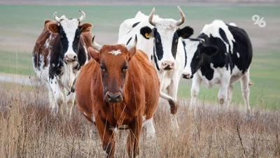 Бесхозное стадо коров спровоцировало ДТП на въезде в Кисловодск