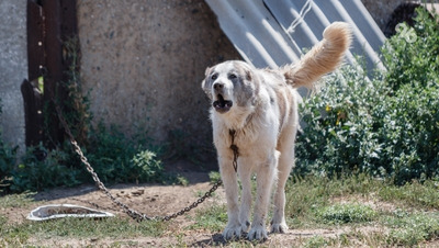 Прокурор Ставрополья добился выплаты 30 тыс. руб. для укушенной собакой девочки