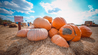Нутрициолог предостерегла ставропольцев с диабетом от употребления блюд из тыквы