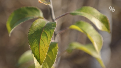Компании Ставрополья переходят на экологичное производство с помощью инноваций