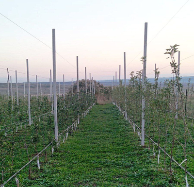 В Андроповском округе в 2025 году заложено пять садов суперинтенсивного типа