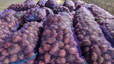 Фермеры отправили тонну нового урожая картофеля на СВО