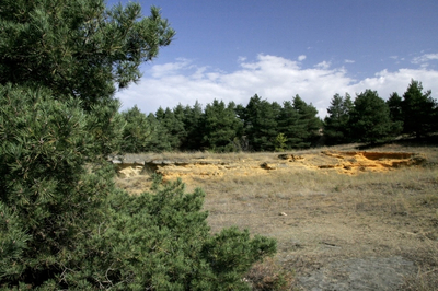 В связи с отменой особого противопожарного режима на территории края сняты ограничения на посещение лесов.