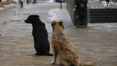 На Ставрополье будут судить мужчину, заморившего голодом двух своих собак