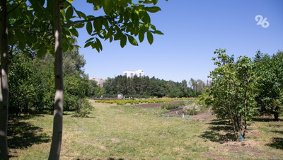 Молодые деревья высадили в Кисловодске на первом осеннем субботнике