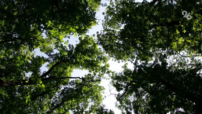 В Предгорном округе оперативные службы проверяют информацию о гранате в лесу