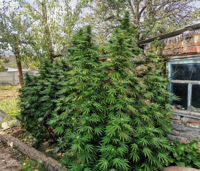 Житель Минераловодского округа растил на своём участке девять кустов конопли