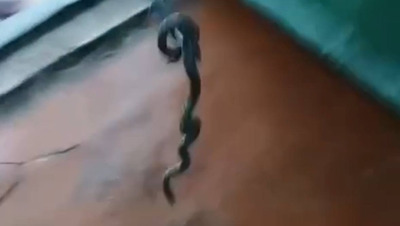 Спасатели достали змею из газовой печи в доме в Апанасенковском округе