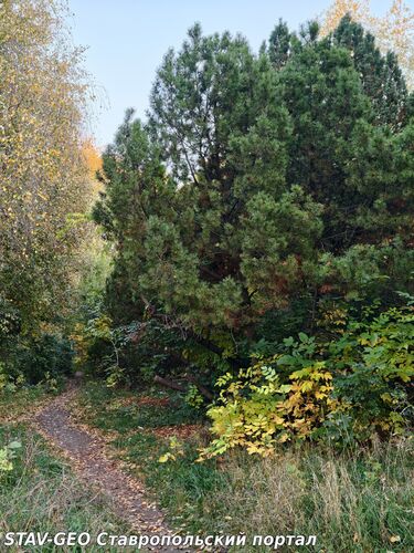 Осень в Михайловске