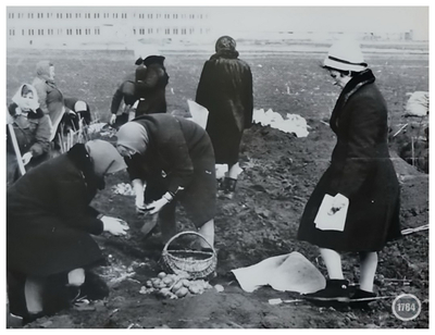 Уборка картофеля на опытных полях СНИИСХа