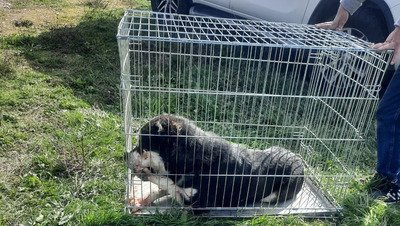 Главу Минераловодского округа возмутили организованные побеги для бродячих собак