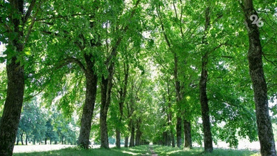 В Ставрополе ищут подрядчика для вырубки деревьев на месте возведения поликлиники