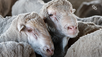 Развитию АПК на Ставрополье способствует внедрение научных разработок