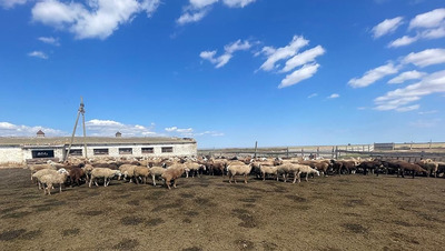 Директора фермы на Ставрополье подозревают в махинациях на 3 млн рублей