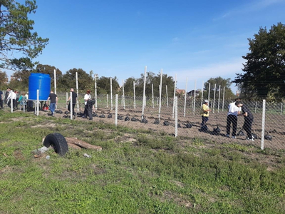 В Красногвардейском округе заложили «Школьный сад»