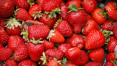 Свыше 60 т клубники собрано в теплицах Предгорного округа