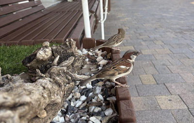 Все заметили, что в городах Ставрополья стало меньше воробьёв?