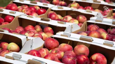 В Предгорном округе собрали 4,5 тыс. тонн яблок