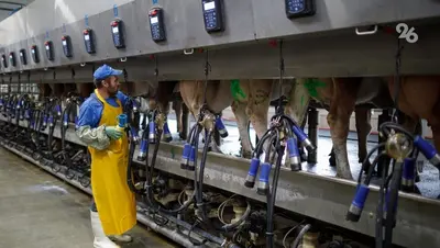 Производство молока на Ставрополье выросло на 3,5% — губернатор Владимиров