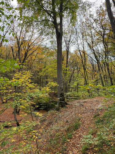 Таманская лесная дача