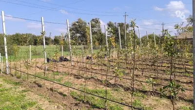 В Ипатове заложили школьный сад с 480 фруктовыми деревьями