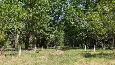 В Кисловодске высадят более 100 деревьев