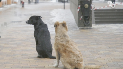 Покусанная собакой 10-летняя школьница из Ипатова получит 40 тыс. компенсации