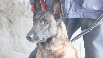 100 кг корма ессентучане отправили для собак службы разминирования в зоне СВО