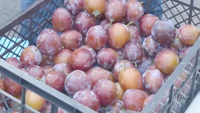 Урожай слив на Ставрополье превысил прошлогодний на 15%