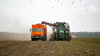 Урожайность сахарной свёклы на Ставрополье превысила прошлогоднюю на 21 ц/га