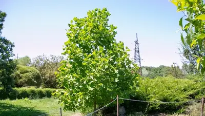 300 саженцев ясеня высадили ставропольские активисты в ходе акции «Сохраним лес»