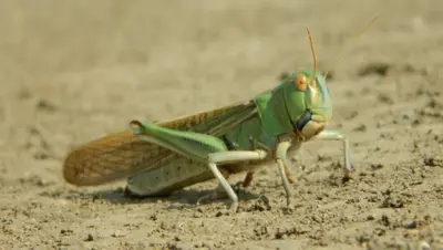 Специалисты обнаружили на Ставрополье марокканскую саранчу на площади 4 тыс. га