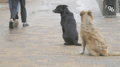 Бастрыкин затребовал доклад о расследовании дела о халатности в Минводах