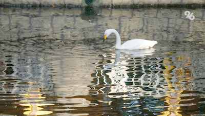 Астраханские подростки за шею вытащили лебедя из пруда и сняли это на видео
