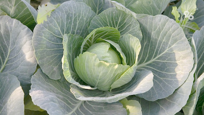 Гречка, бананы и овощи помогают сохранять бодрость и энергию — российский учёный