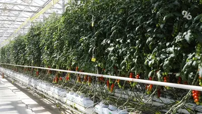 Экоферма в Предгорном округе получила грант на развитие