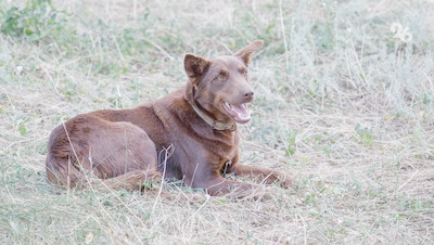 В Минводах расследуют уголовное дело по факту нападения собаки на ребёнка
