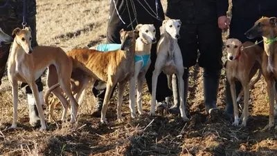 Состязания борзых собак прошли в Арзгирском округе