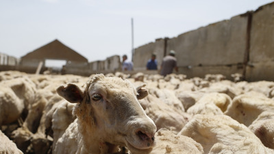 Парень из КЧР, подозреваемый в краже, скрывался на кошаре под Ставрополем