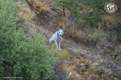 Уникальную белую рысь впервые запечатлели в дикой природе!